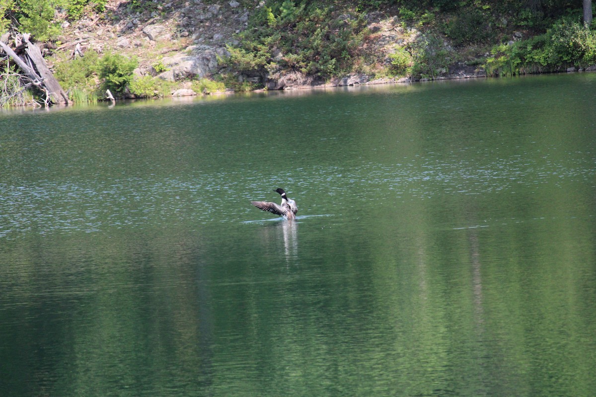 Common Loon - ML621948124