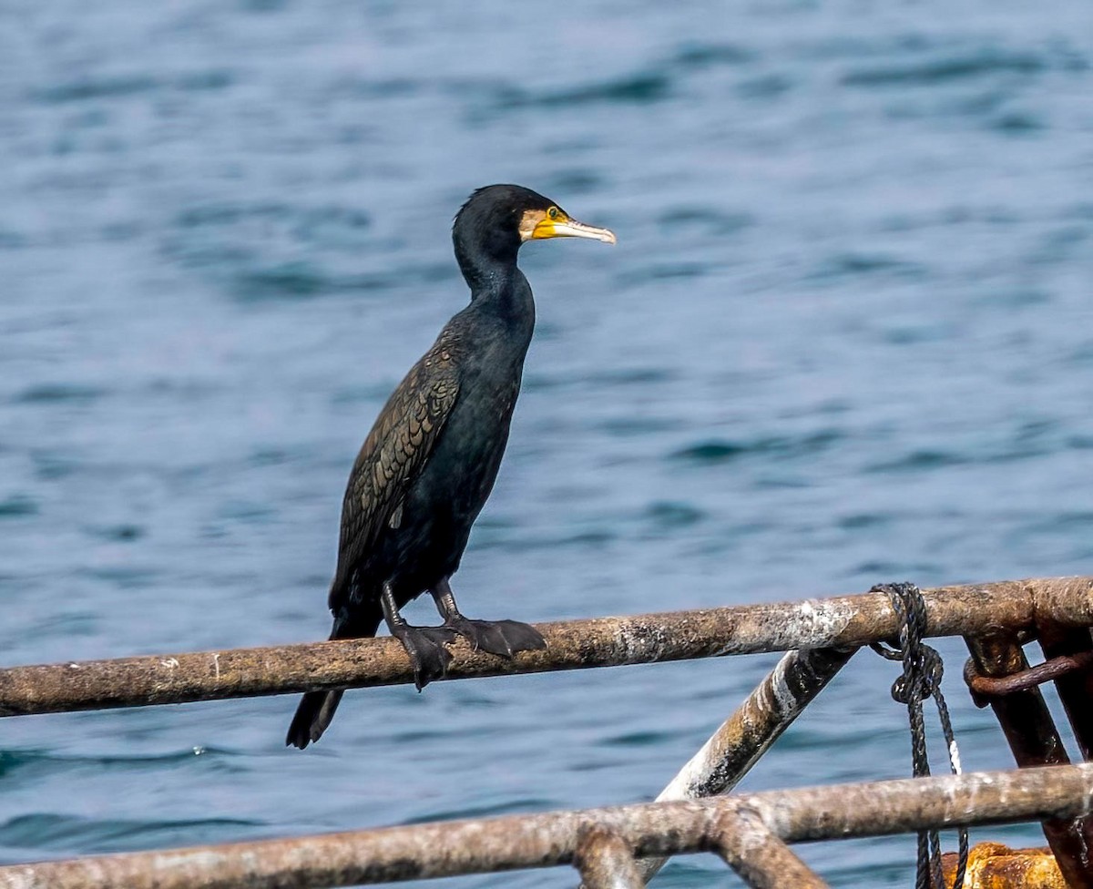 Great Cormorant (Eurasian) - ML621948130