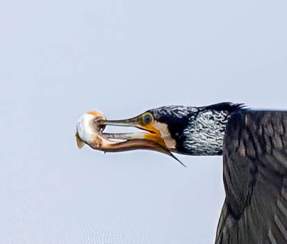 Great Cormorant (Eurasian) - ML621948131