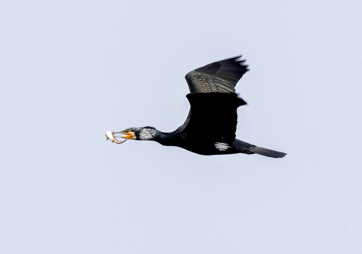 Great Cormorant (Eurasian) - ML621948132