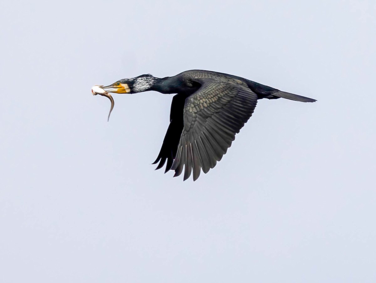 Great Cormorant (Eurasian) - ML621948133