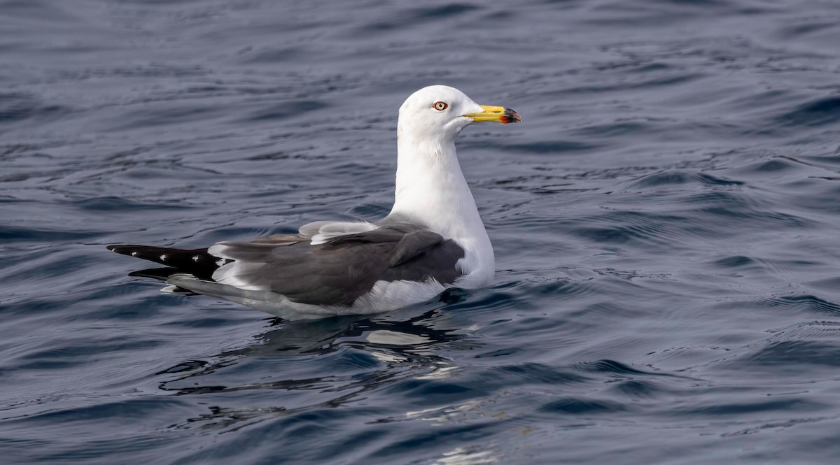 Black-tailed Gull - ML621948304