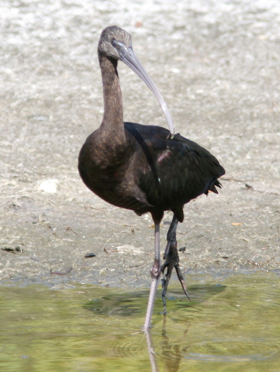 Glossy Ibis - ML62194831