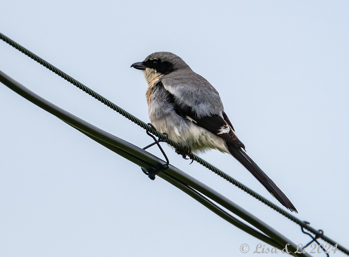 Giant Shrike - ML621948339