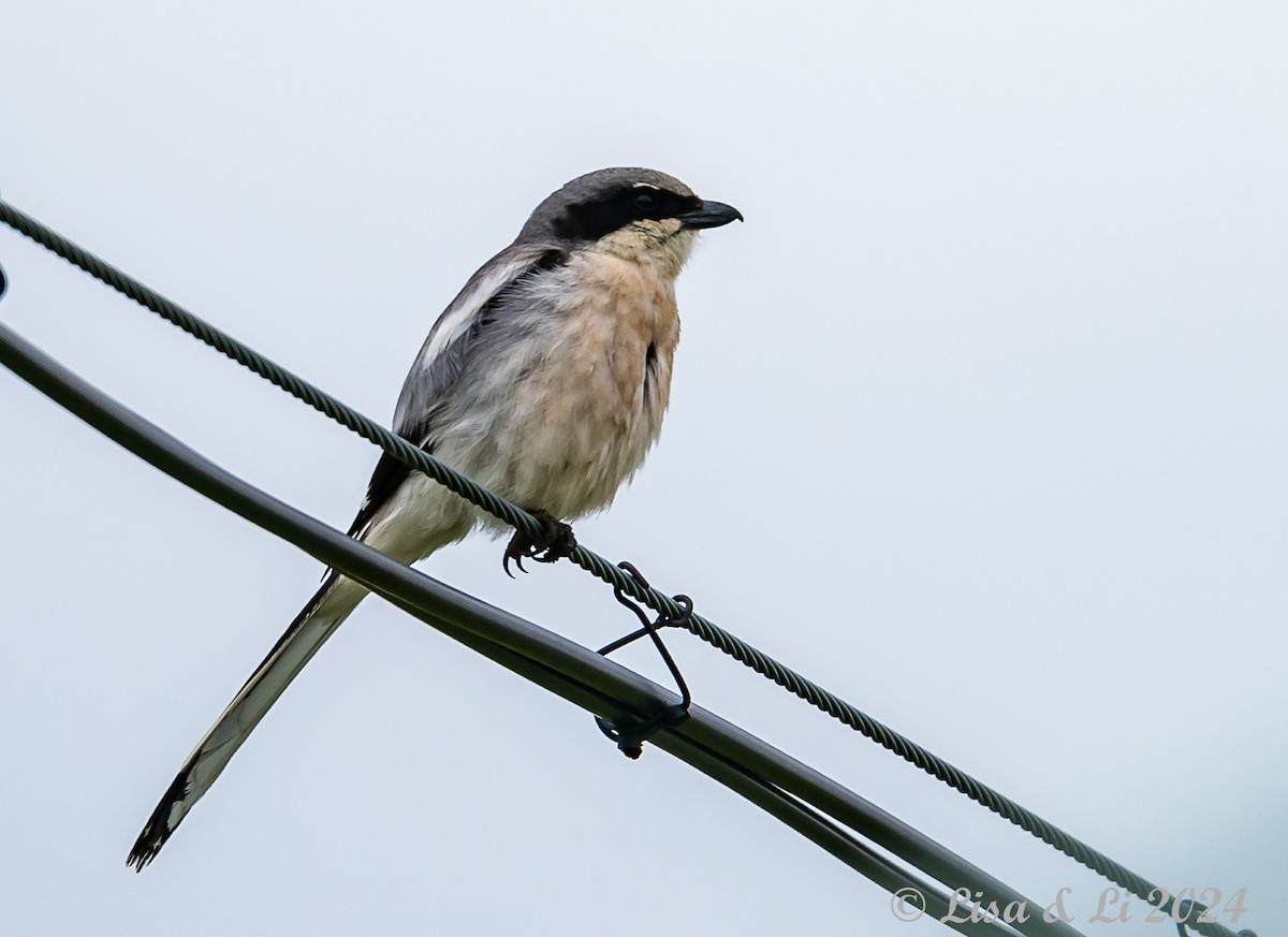 Giant Shrike - ML621948340