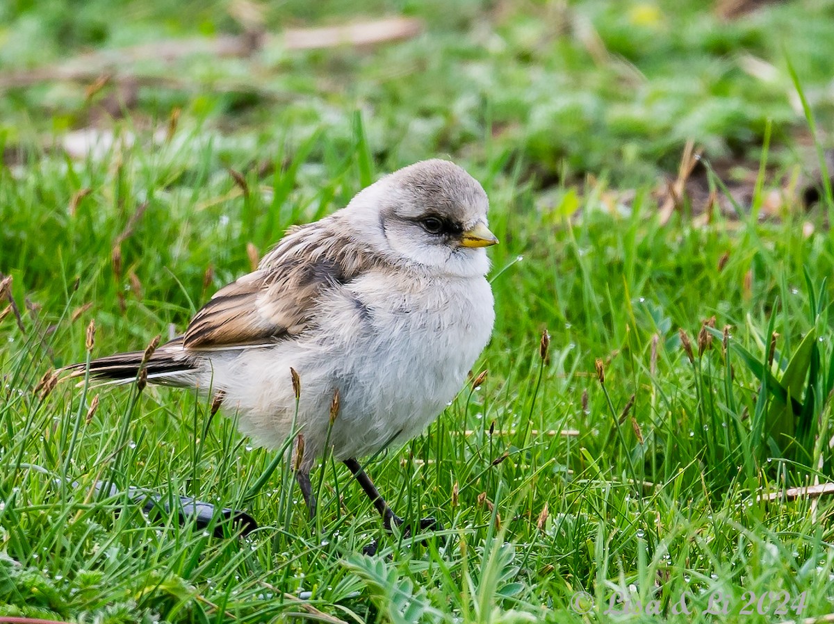 White-rumped Snowfinch - ML621948366