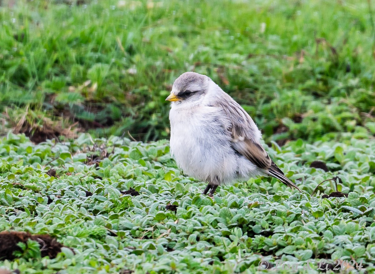 White-rumped Snowfinch - ML621948367