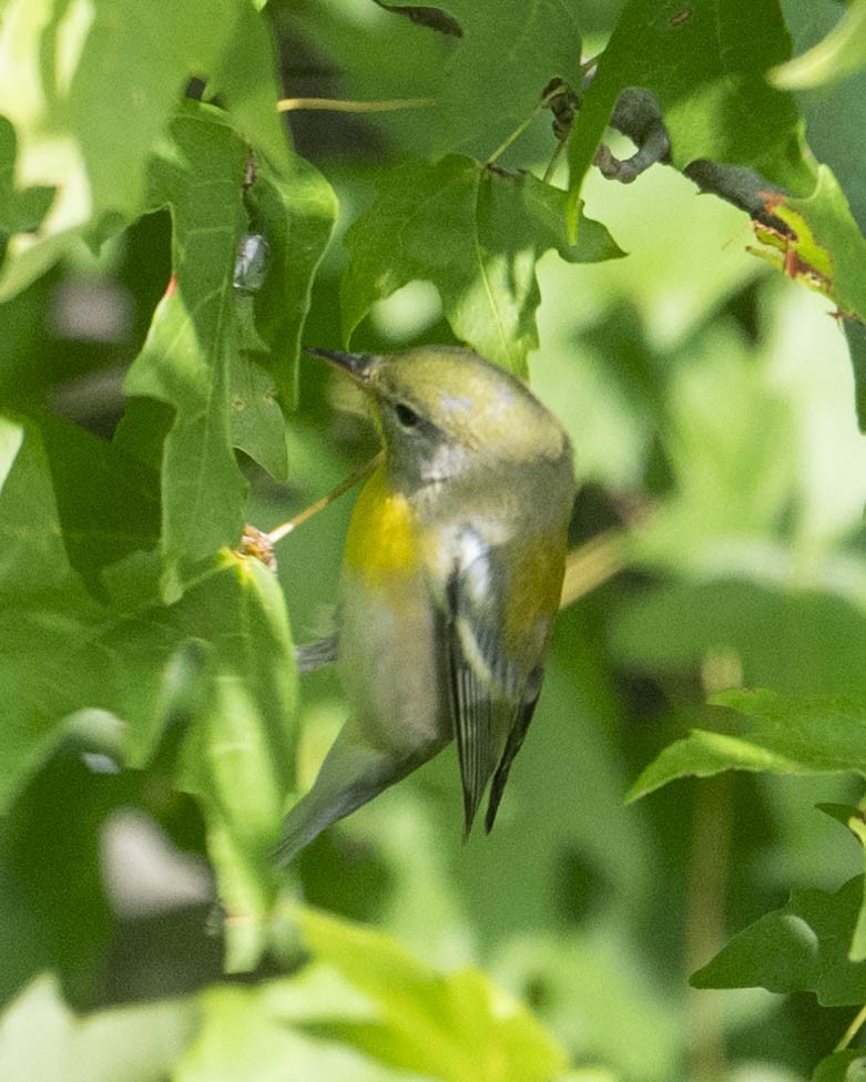 Yellow-throated Vireo - ML621948437