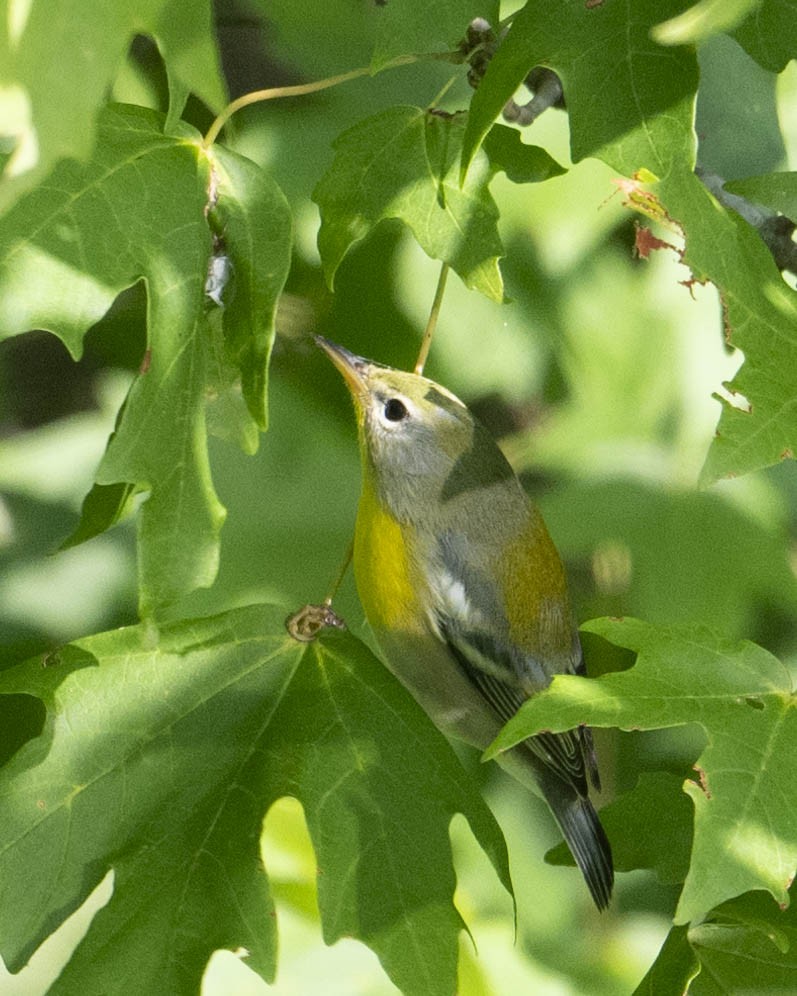 Yellow-throated Vireo - ML621948439