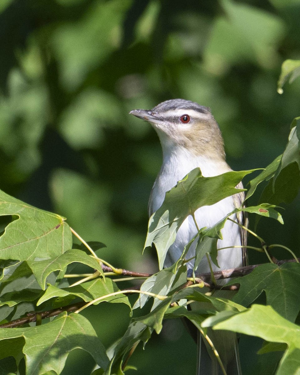 Red-eyed Vireo - ML621948451