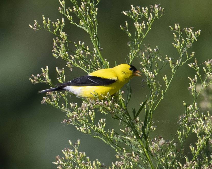 American Goldfinch - ML621948466