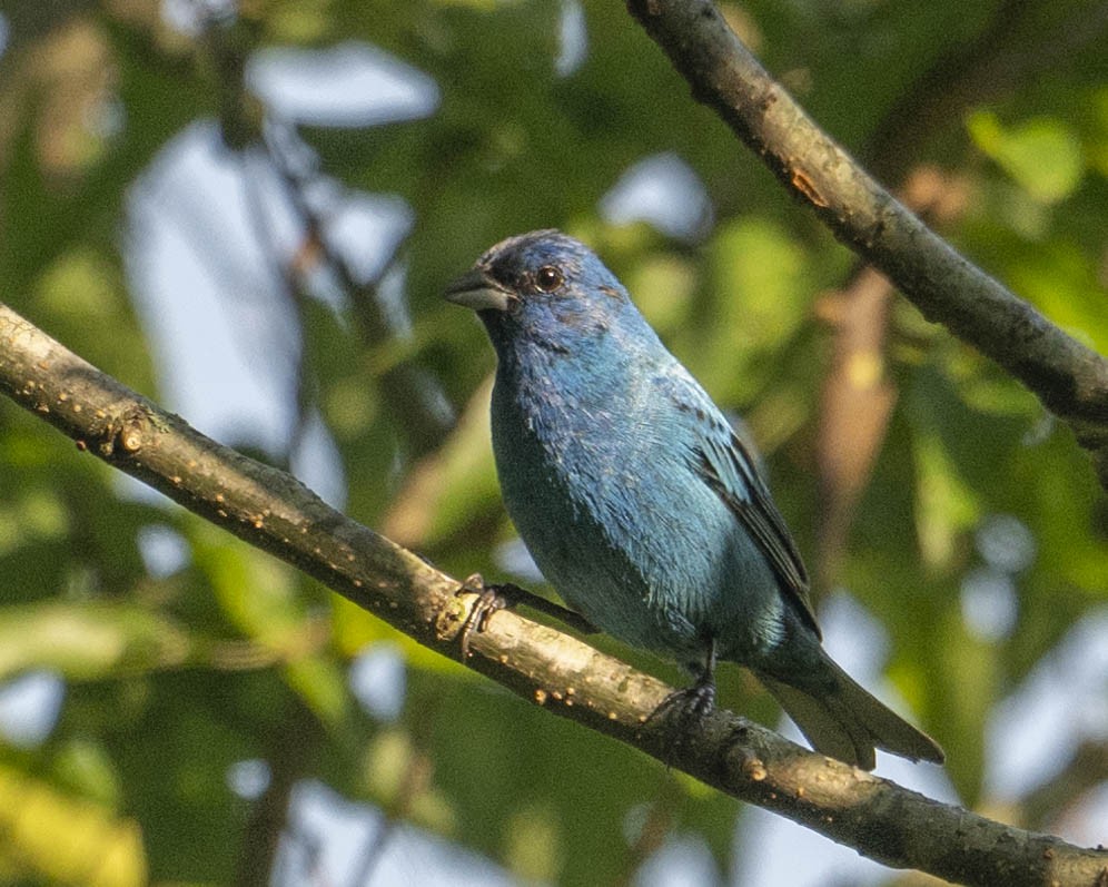 Indigo Bunting - ML621948485