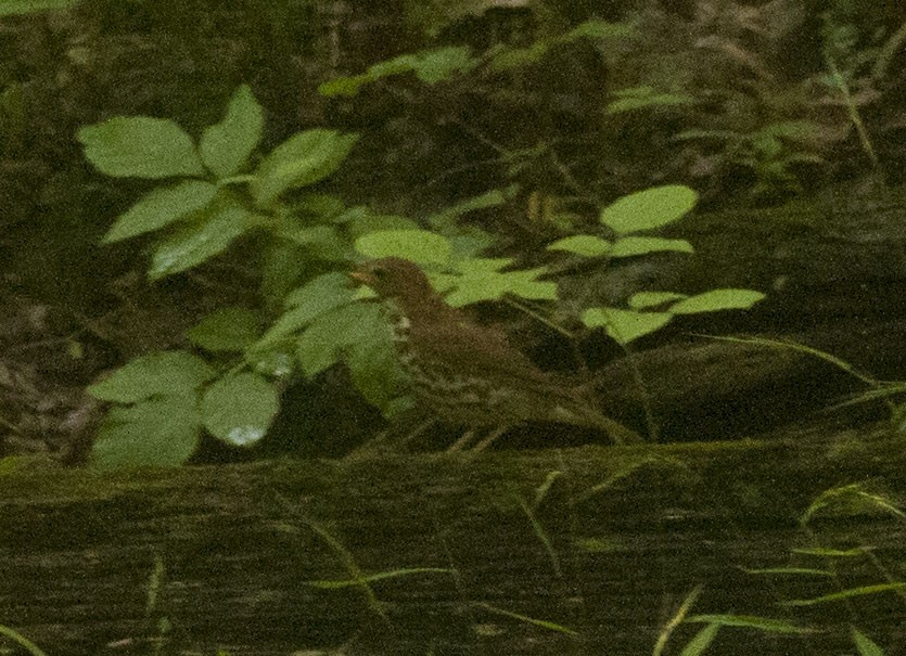 Wood Thrush - ML621948486