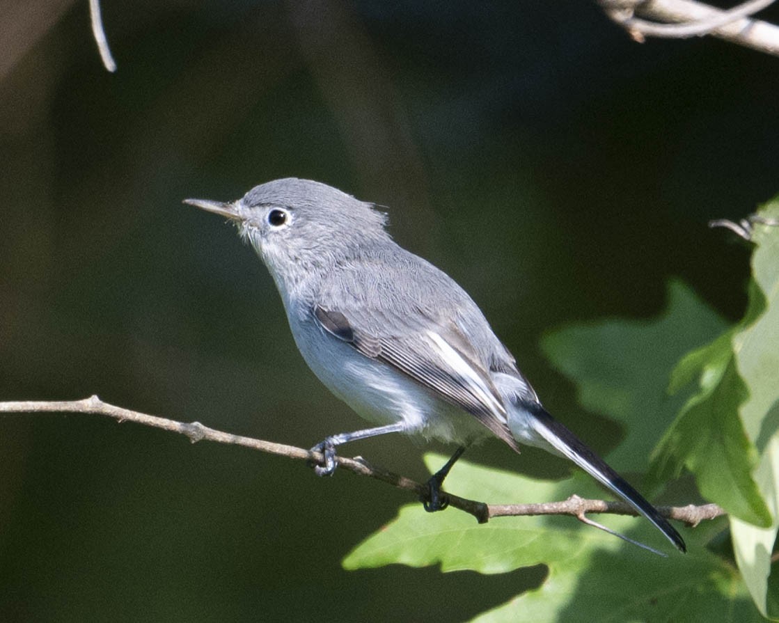 Blue-gray Gnatcatcher - ML621948498