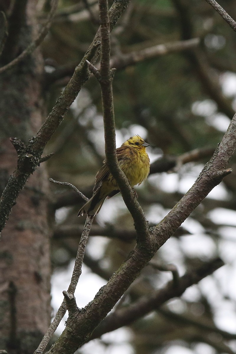 Yellowhammer - ML621948508