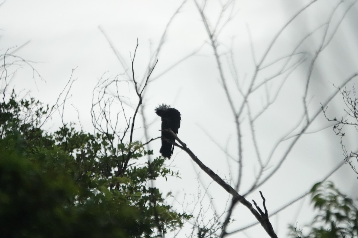 White-necked Crow - ML621948543