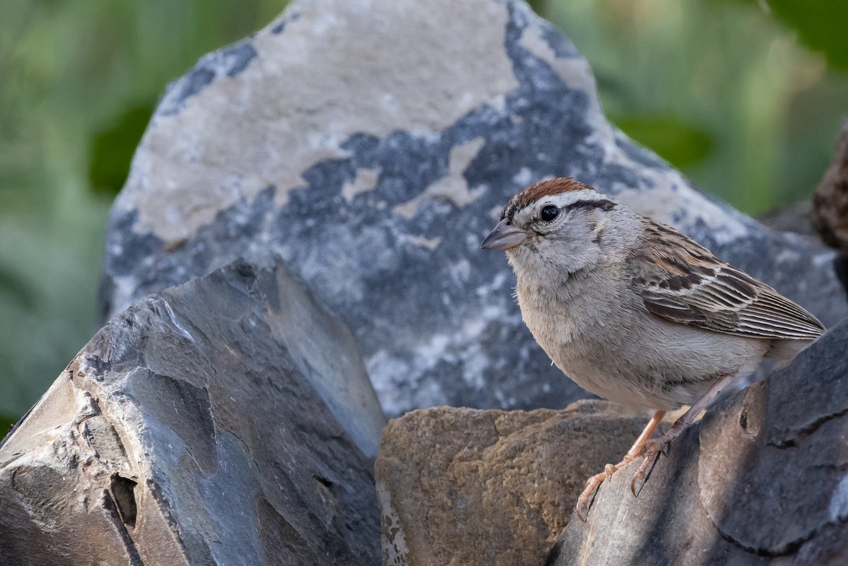 Chipping Sparrow - ML621948596