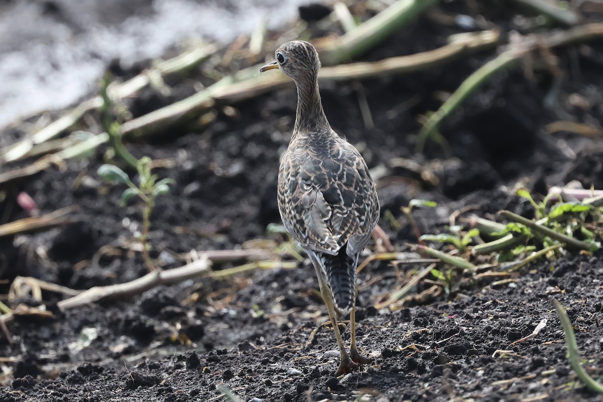 Upland Sandpiper - ML621948613