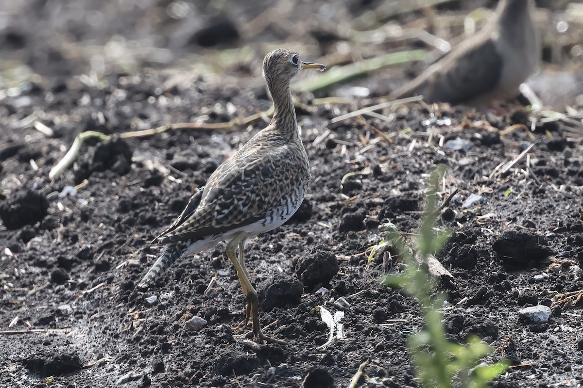 Upland Sandpiper - ML621948616