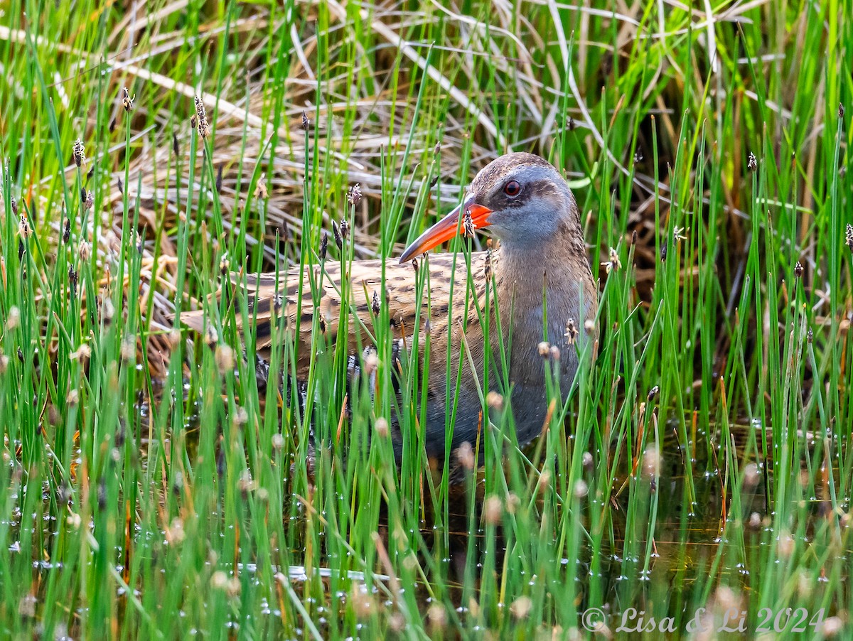 Brown-cheeked Rail - Lisa & Li Li