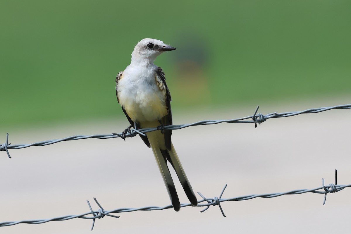 Scissor-tailed Flycatcher - PJ Pulliam