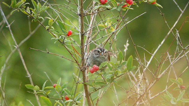 Swamp Sparrow - ML621948676