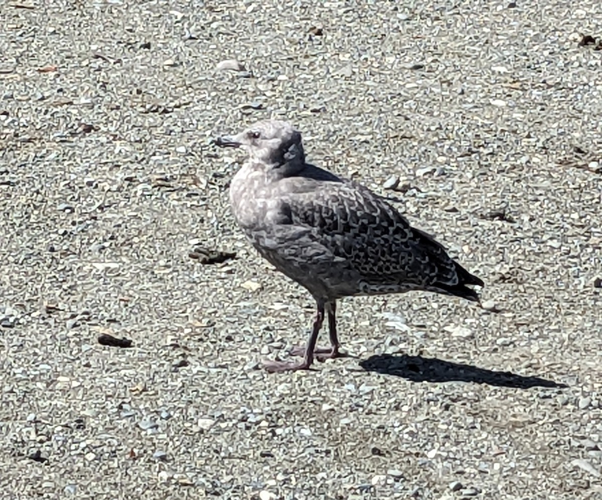 Gaviota Argéntea Americana - ML621948695