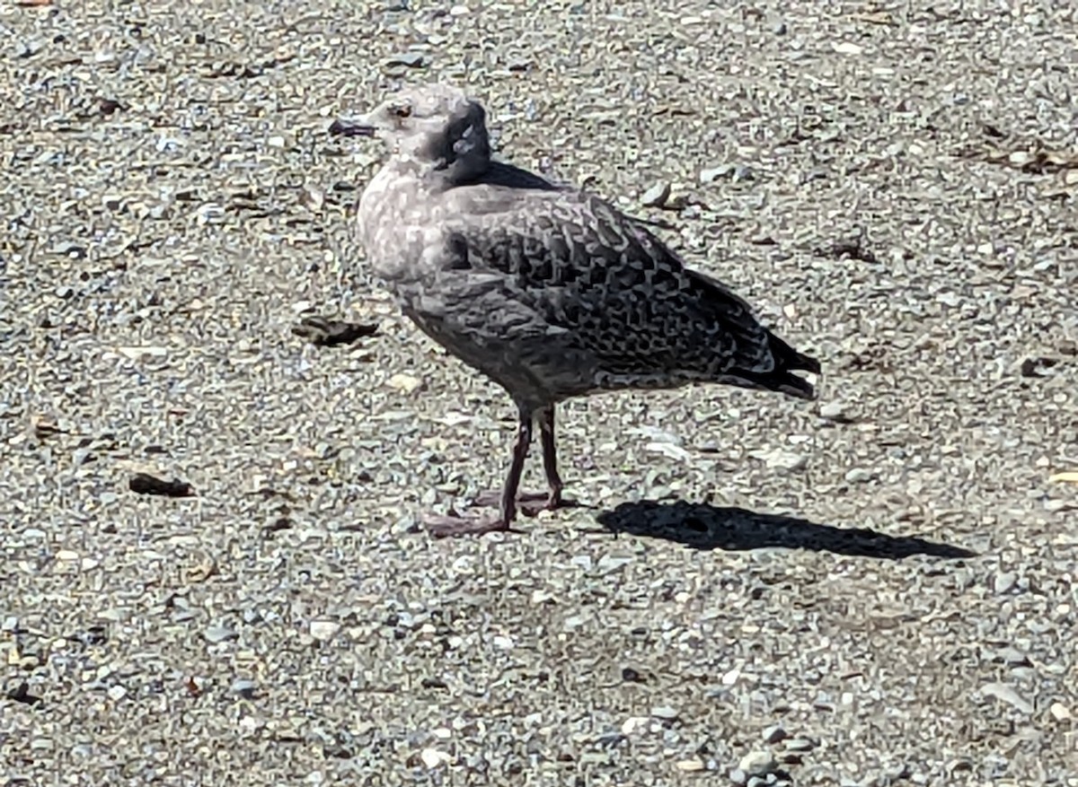 Gaviota Argéntea Americana - ML621948696