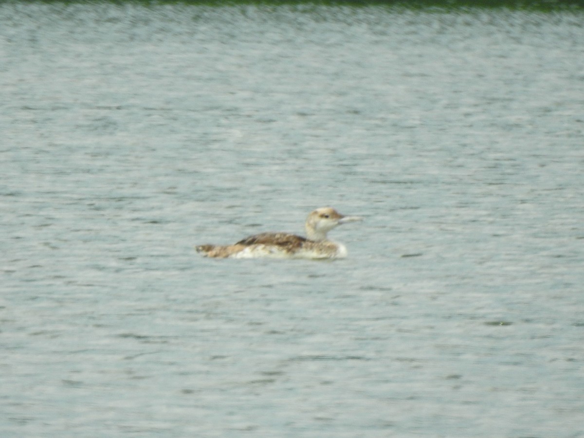 Common Loon - ML621948697