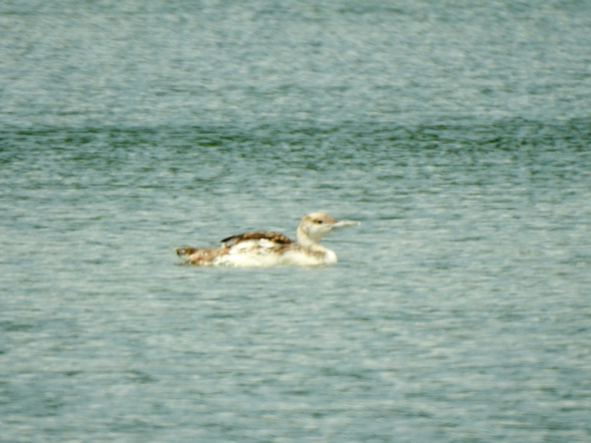 Common Loon - ML621948699