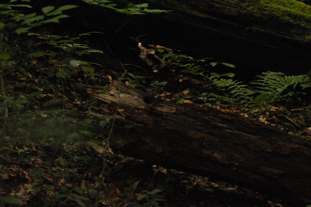 Eastern Towhee - ML621948928