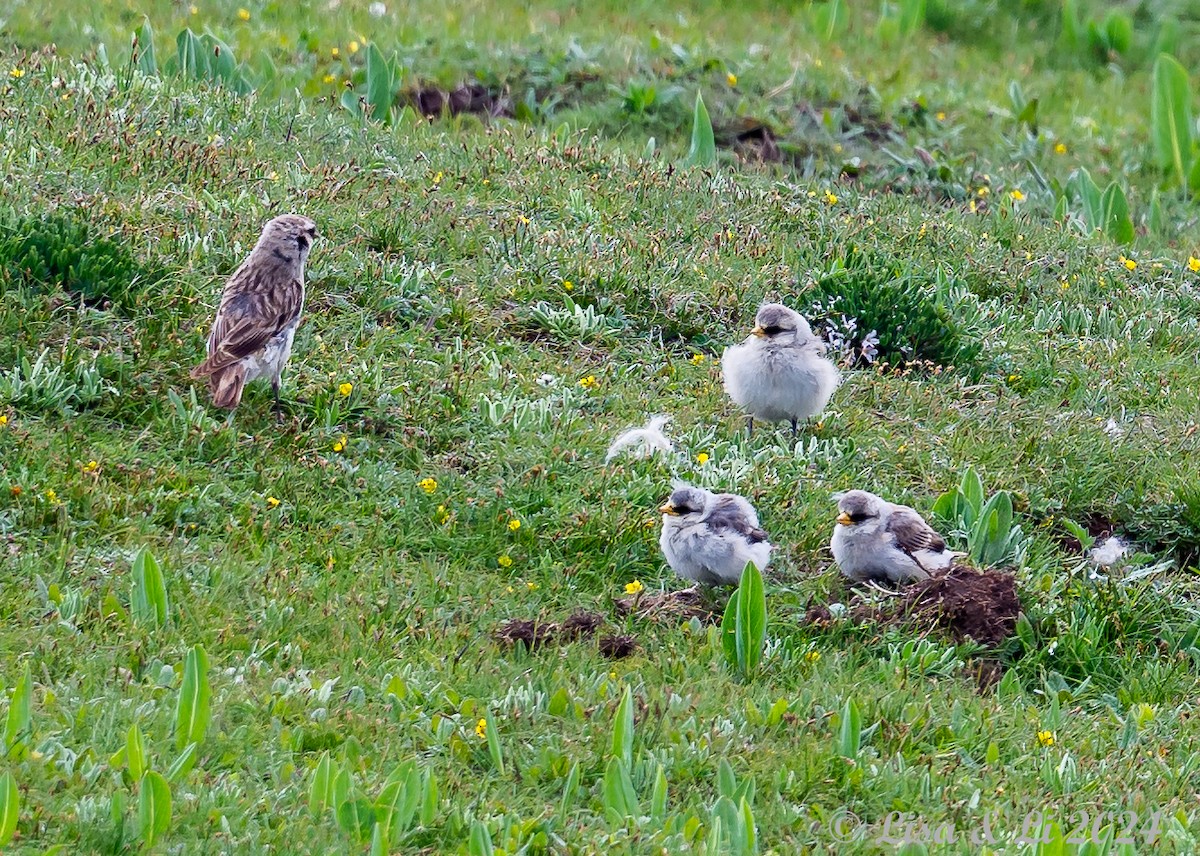 White-rumped Snowfinch - ML621948932