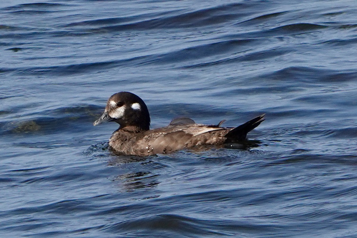 Harlequin Duck - ML621948948