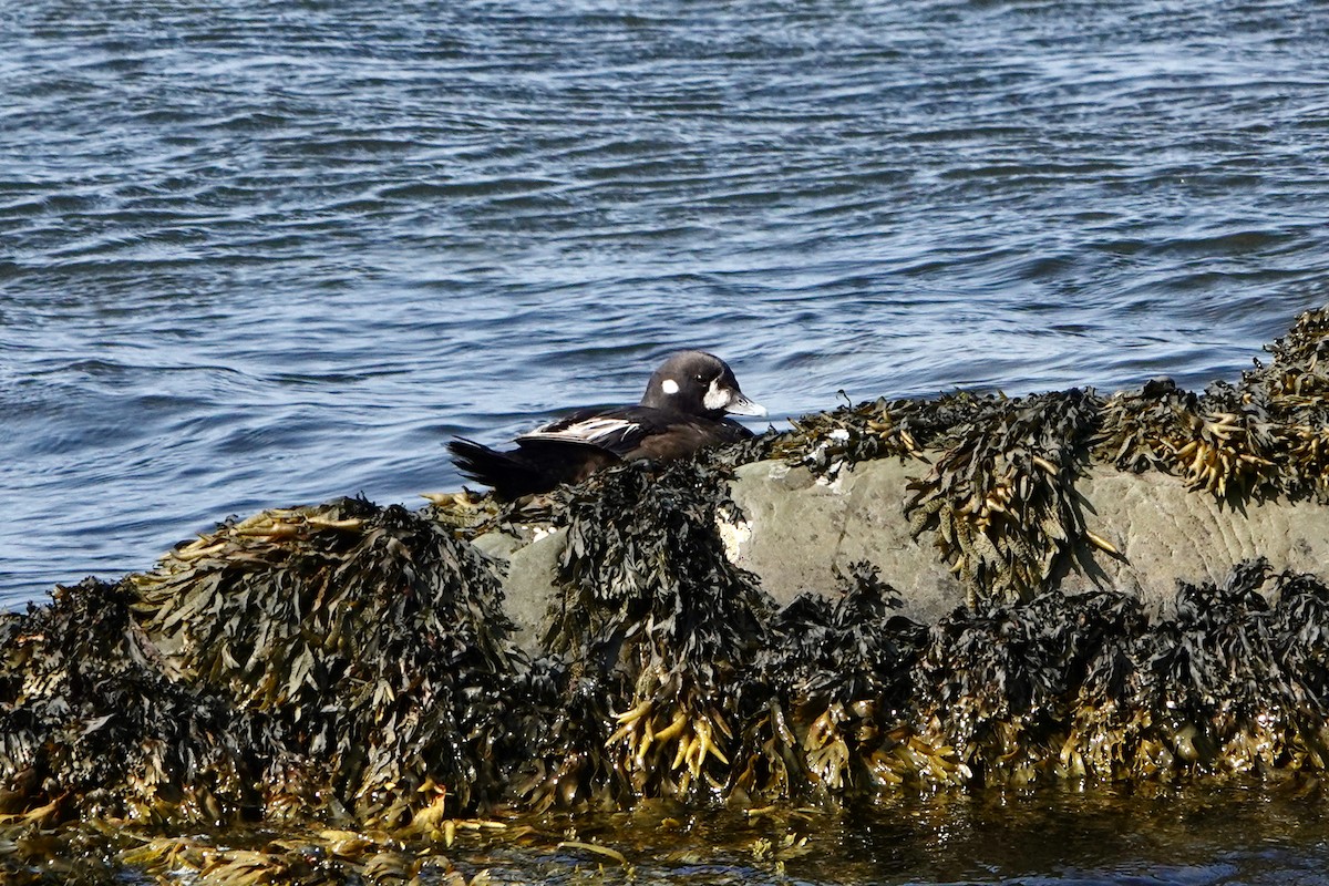 Harlequin Duck - ML621948949