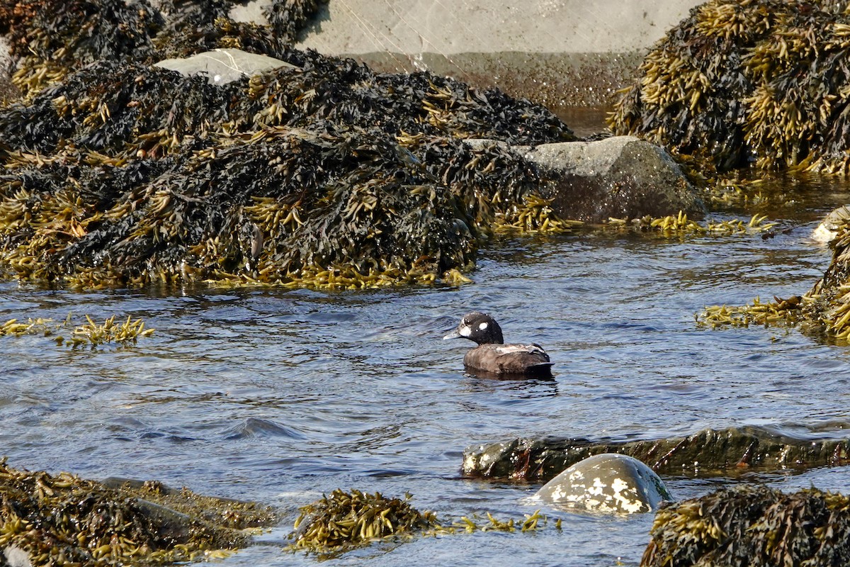 Harlequin Duck - ML621948950