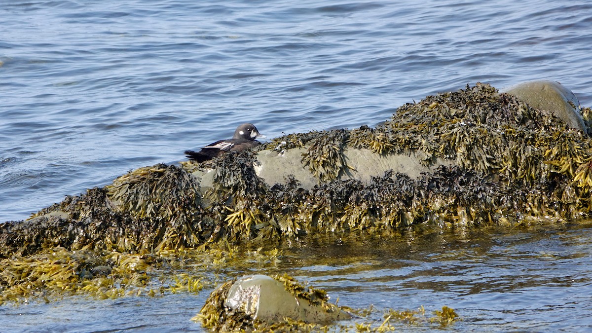 Harlequin Duck - ML621948951