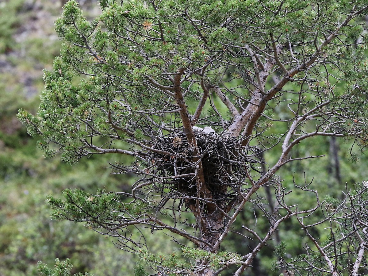 Eurasian Kestrel - ML621949005