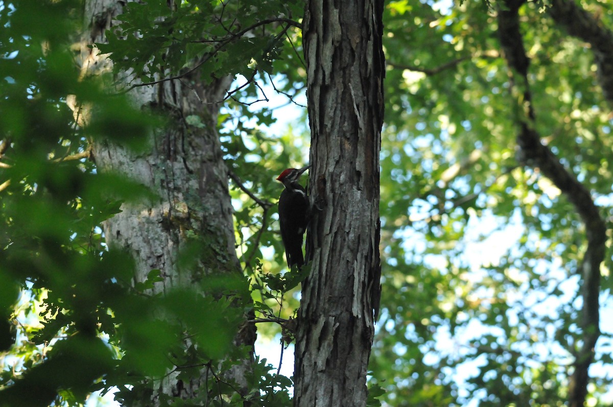 Pileated Woodpecker - ML621949105