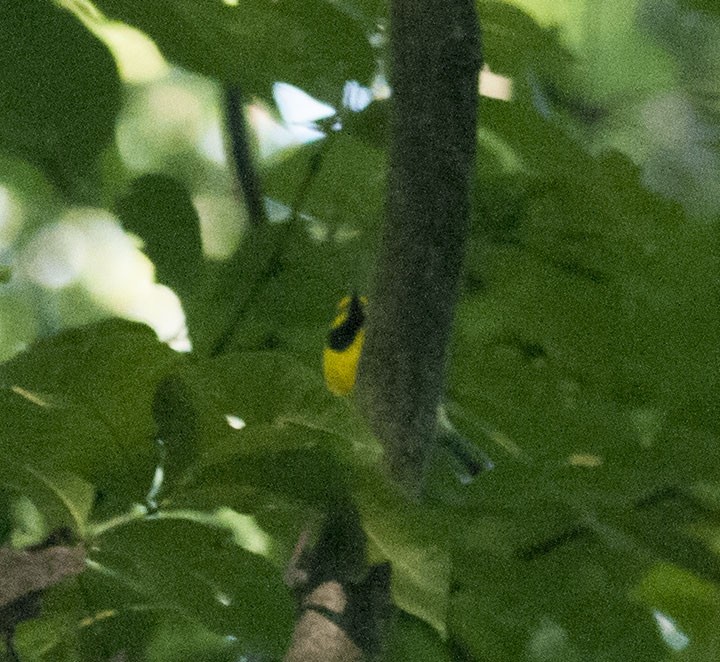 Hooded Warbler - ML621949149