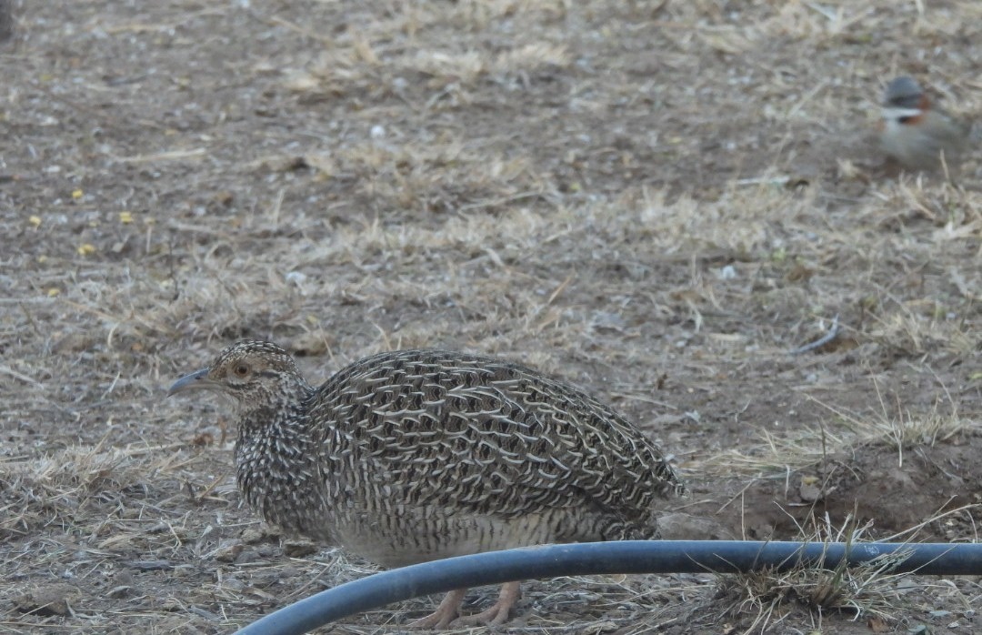 Brushland Tinamou - ML621949152