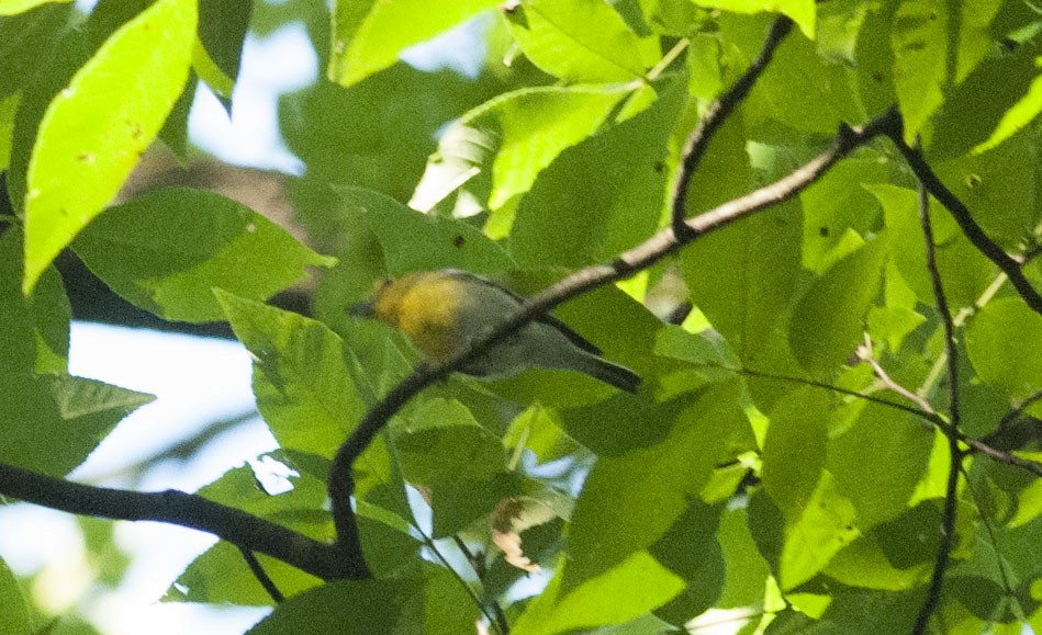 Yellow-throated Vireo - ML621949242