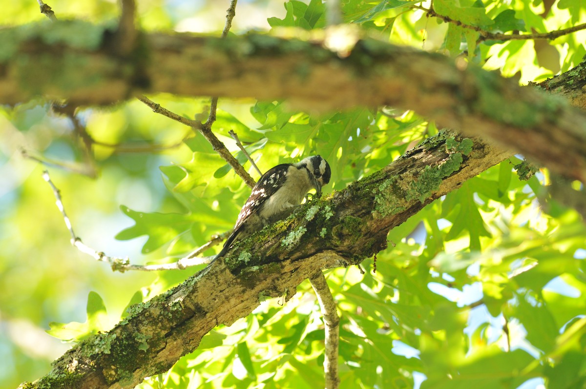 Downy Woodpecker - ML621949263