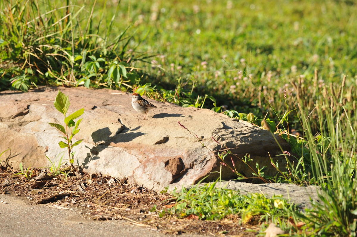 Chipping Sparrow - ML621949276