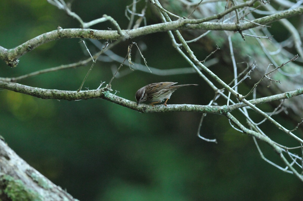 Song Sparrow - ML621949279