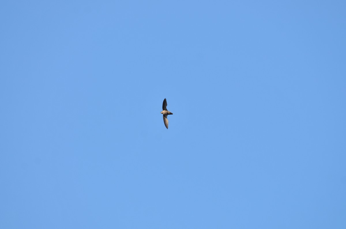 Chimney Swift - ML621949281