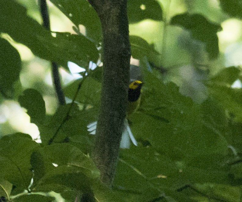 Hooded Warbler - ML621949339