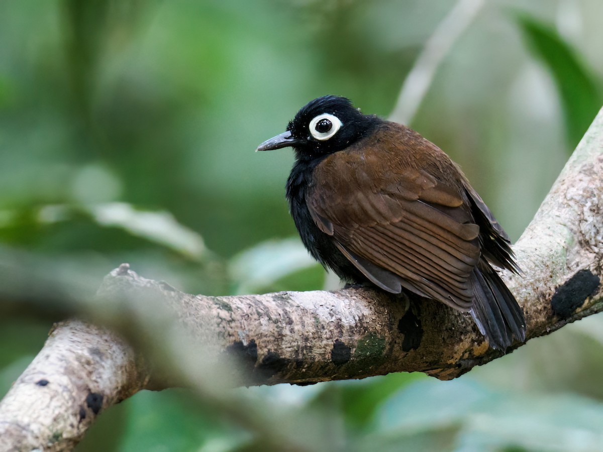 Bare-eyed Antbird - ML621949346