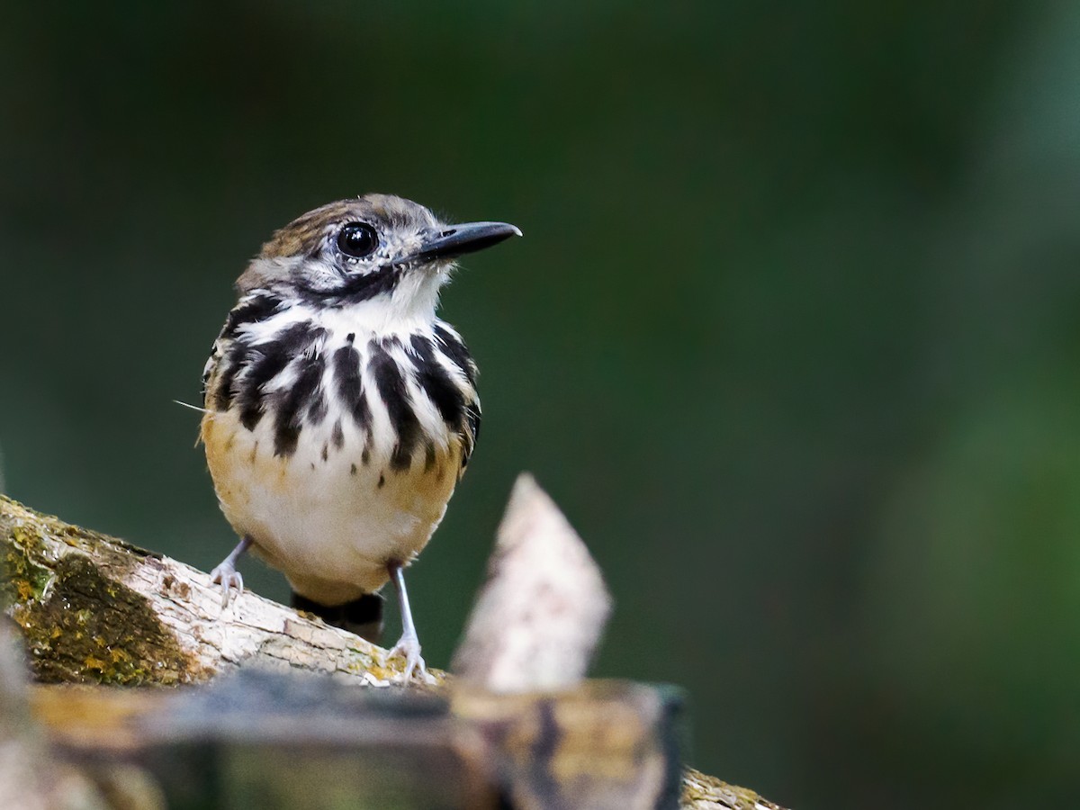 Dot-backed Antbird - ML621949383