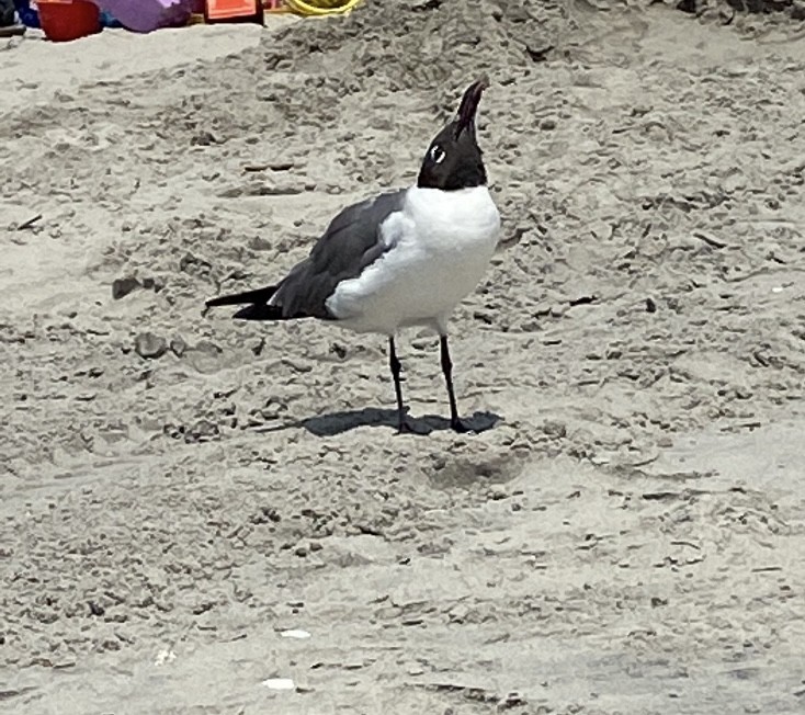 Laughing Gull - ML621949435
