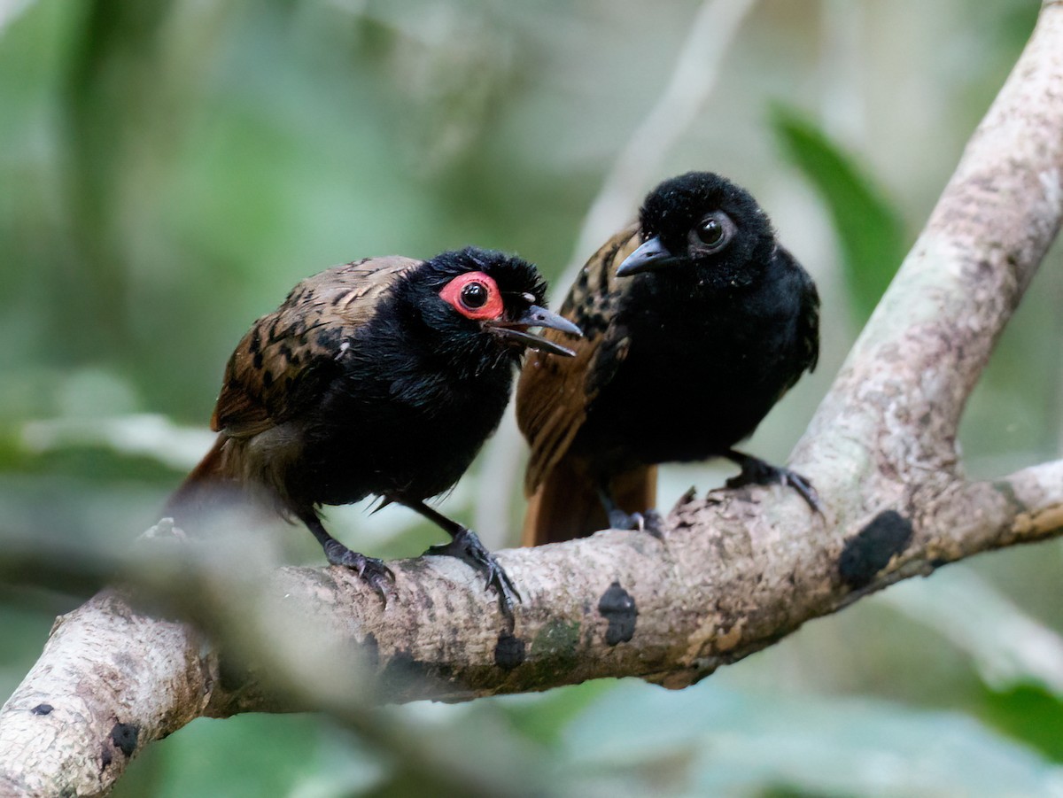 Black-spotted Bare-eye - Nick Athanas